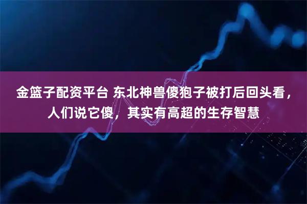 金篮子配资平台 东北神兽傻狍子被打后回头看，人们说它傻，其实有高超的生存智慧
